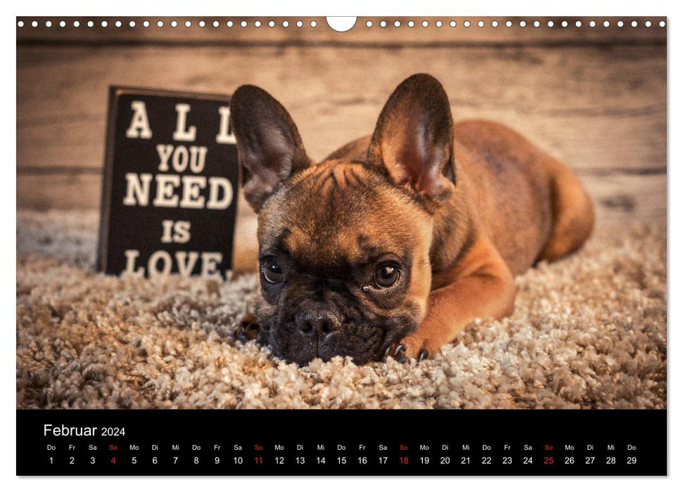 French Bulldog active, playful, sporty (CALVENDO wall calendar 2024) 