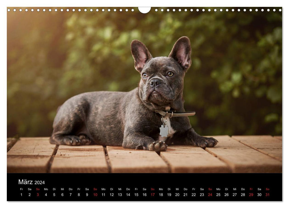 French Bulldog active, playful, sporty (CALVENDO wall calendar 2024) 