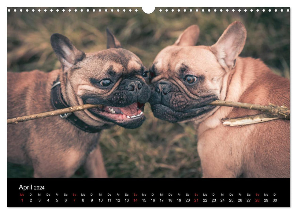 French Bulldog active, playful, sporty (CALVENDO wall calendar 2024) 