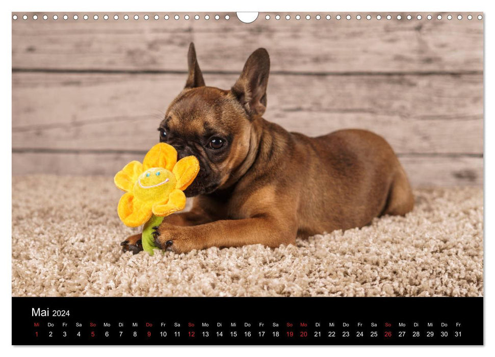 French Bulldog active, playful, sporty (CALVENDO wall calendar 2024) 