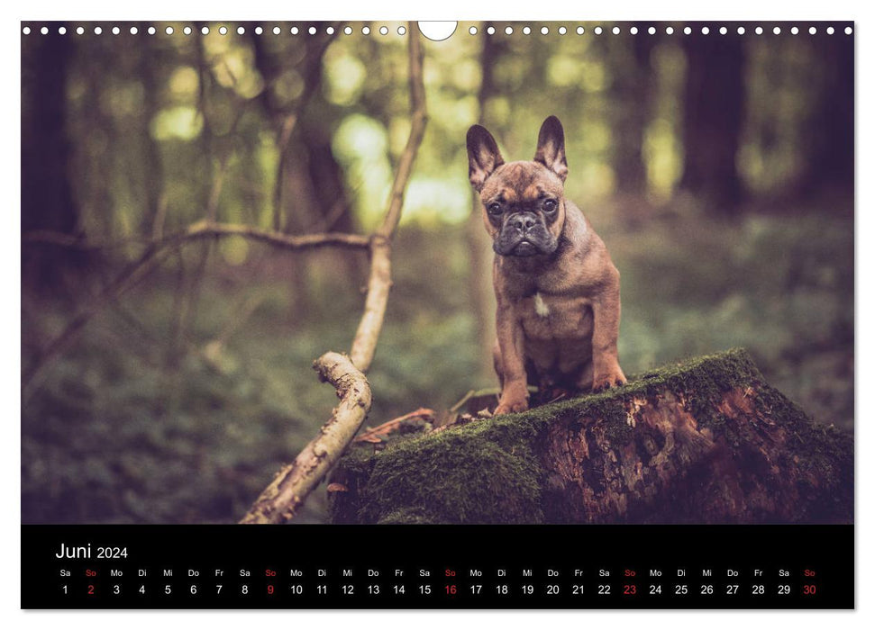 French Bulldog active, playful, sporty (CALVENDO wall calendar 2024) 