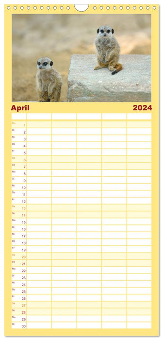 Lustige Erdmännchen (CALVENDO Familienplaner 2024)