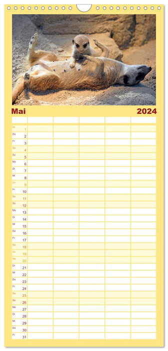 Lustige Erdmännchen (CALVENDO Familienplaner 2024)