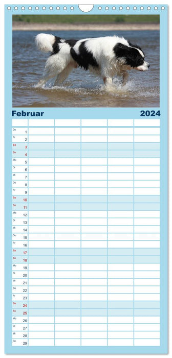 Landseer - Das Wasser ist ihr Element (CALVENDO Familienplaner 2024)