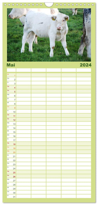 Vaches, veaux, bovins (Planificateur familial CALVENDO 2024) 