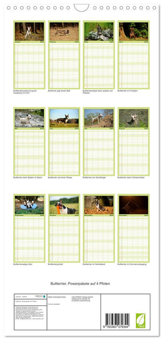 Bullterrier, Powerpakete auf 4 Pfoten (CALVENDO Familienplaner 2024)