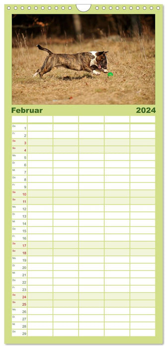 Bull Terrier, blocs d'alimentation sur 4 pattes (agenda familial CALVENDO 2024) 