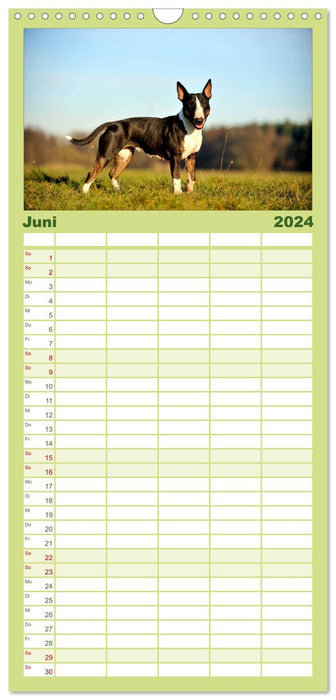 Bull Terrier, blocs d'alimentation sur 4 pattes (agenda familial CALVENDO 2024) 