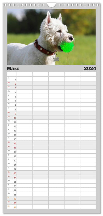 West Highland White Terrier - Un ensemble de puissance sûr de lui - le Westie (Planificateur familial CALVENDO 2024) 