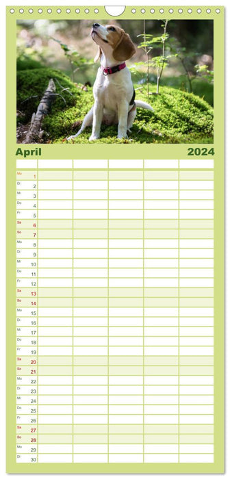 Beaglebabys auf Entdeckungstour (CALVENDO Familienplaner 2024)