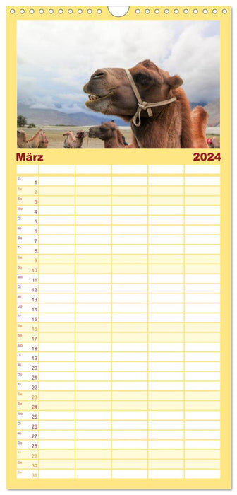 Portrait de chameau (Agenda familial CALVENDO 2024) 