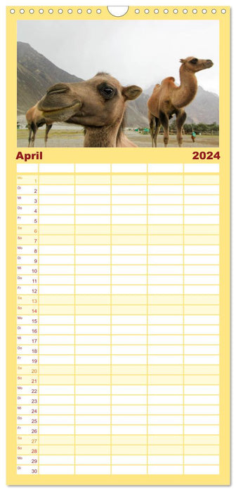 Portrait de chameau (Agenda familial CALVENDO 2024) 
