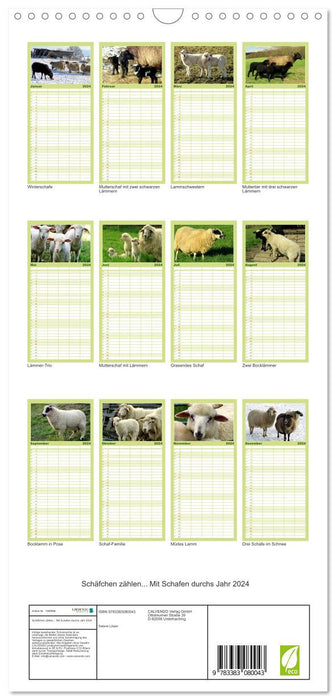 Compter les moutons - avec des moutons toute l'année (Agenda familial CALVENDO 2024) 
