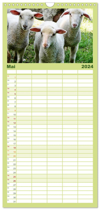 Schäfchen zählen - mit Schafen durchs Jahr (CALVENDO Familienplaner 2024)
