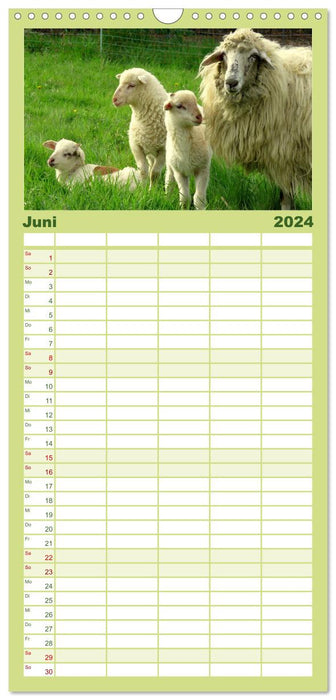 Schäfchen zählen - mit Schafen durchs Jahr (CALVENDO Familienplaner 2024)