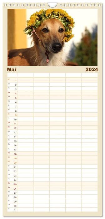 Le Silken Windsprite - un chien d'âme (Agenda familial CALVENDO 2024) 