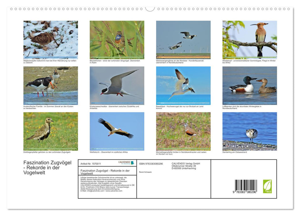 Faszination Zugvögel - Rekorde in der Vogelwelt (CALVENDO Premium Wandkalender 2024)