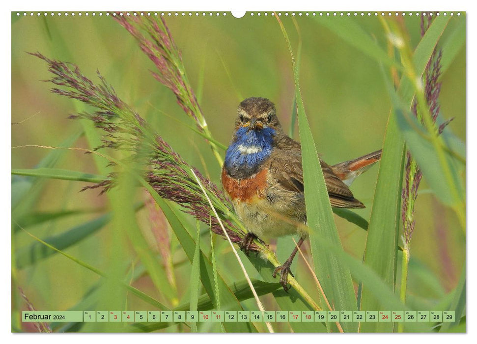 Faszination Zugvögel - Rekorde in der Vogelwelt (CALVENDO Premium Wandkalender 2024)