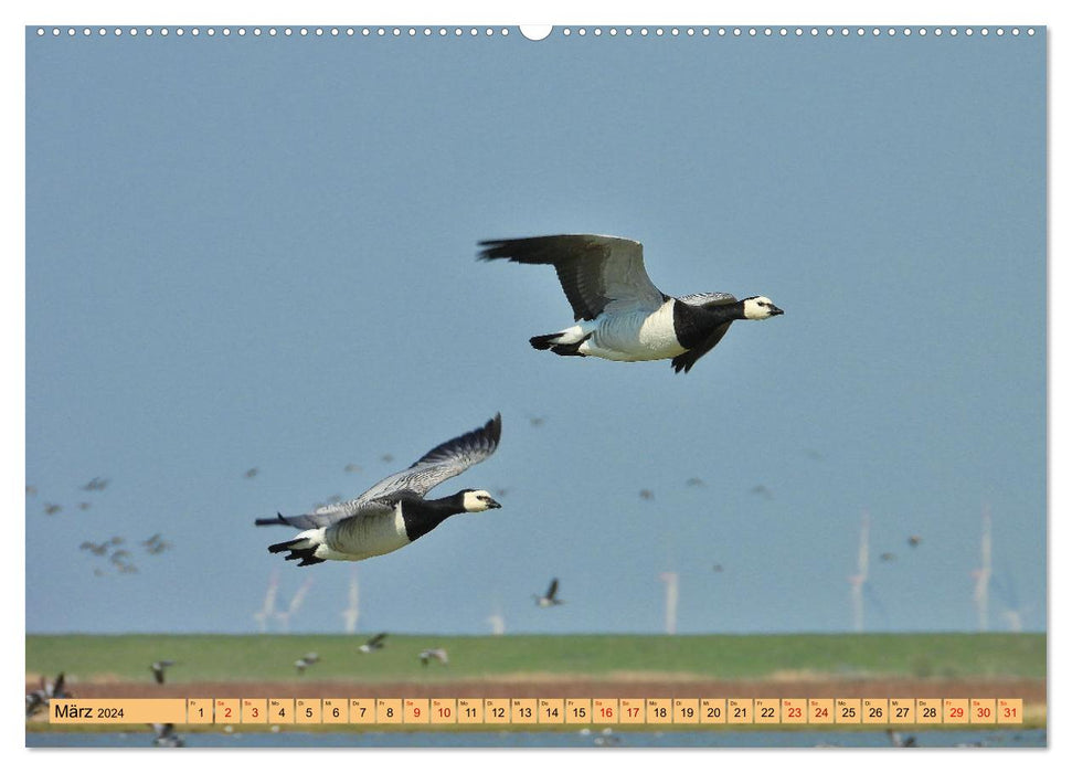 Fascination with migratory birds - records in the bird world (CALVENDO Premium Wall Calendar 2024) 