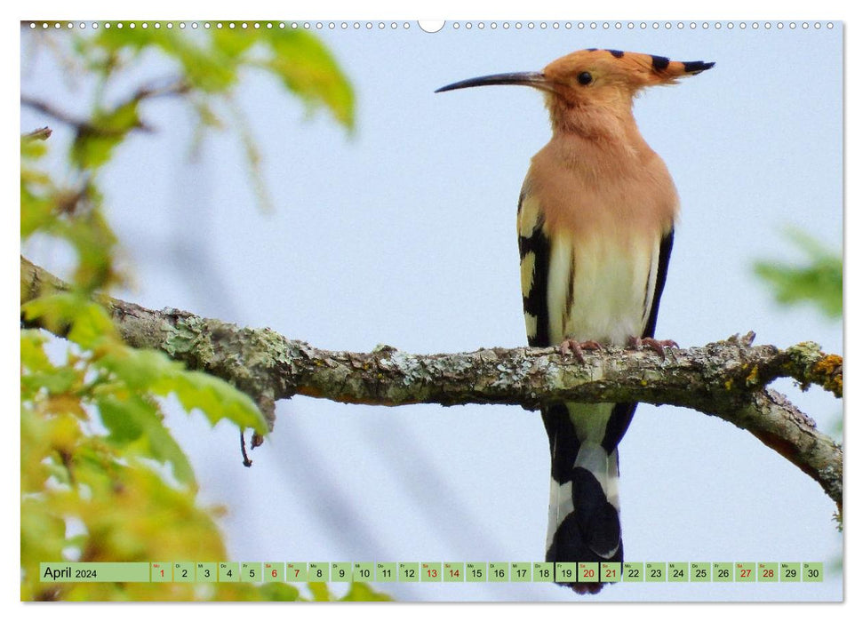 Faszination Zugvögel - Rekorde in der Vogelwelt (CALVENDO Premium Wandkalender 2024)