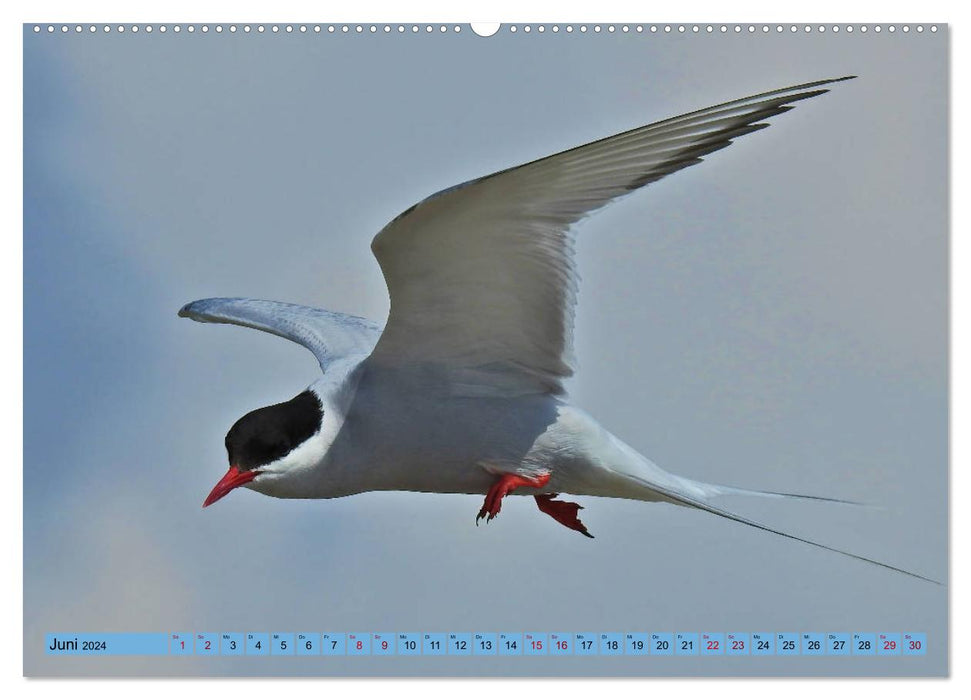 Faszination Zugvögel - Rekorde in der Vogelwelt (CALVENDO Premium Wandkalender 2024)