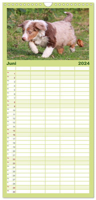 Australian Shepherd - Hütehunde mit Familienanschluss (CALVENDO Familienplaner 2024)