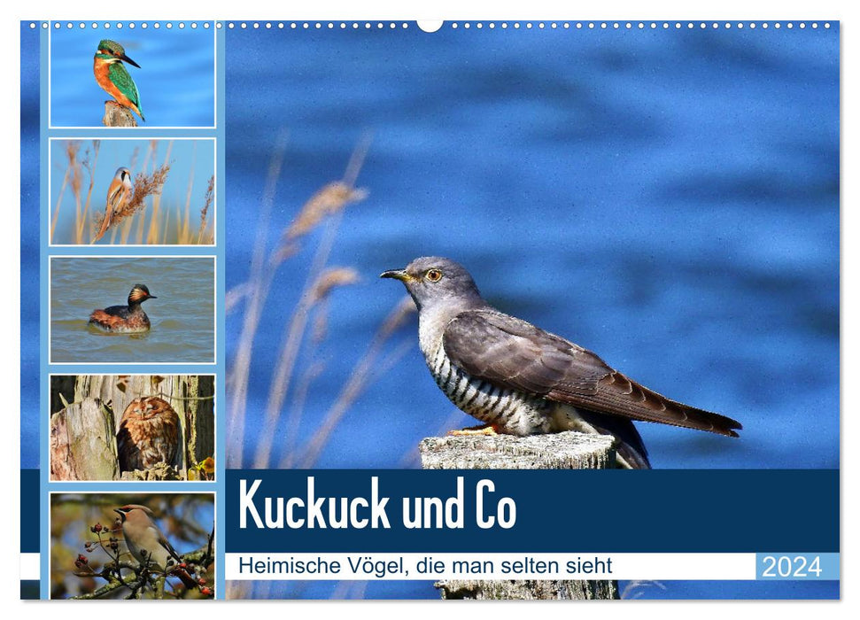 Kuckuck und Co - Heimische Vögel, die man selten sieht - Jahresplaner 2024 (CALVENDO Wandkalender 2024)