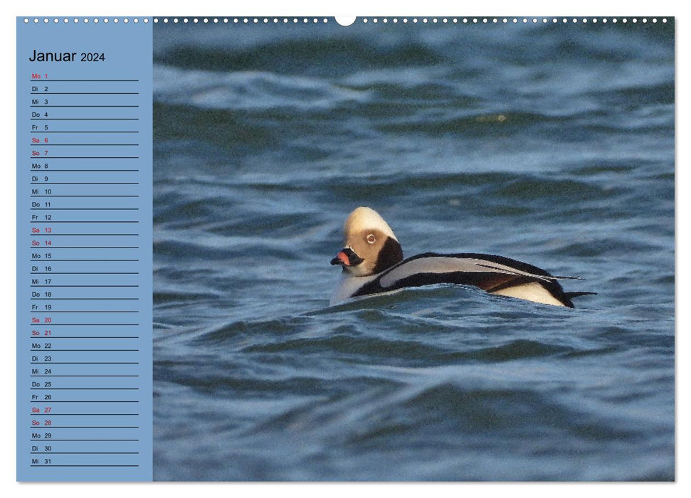 Cuckoo and co - native birds that are rarely seen - annual planner 2024 (CALVENDO wall calendar 2024) 