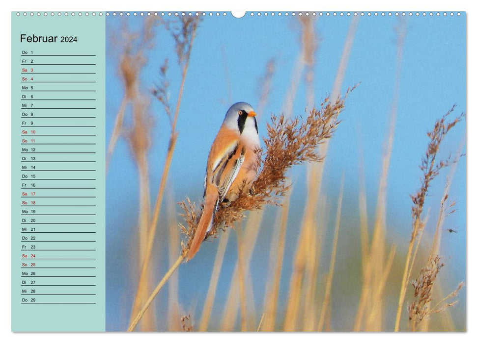 Cuckoo and co - native birds that are rarely seen - annual planner 2024 (CALVENDO wall calendar 2024) 