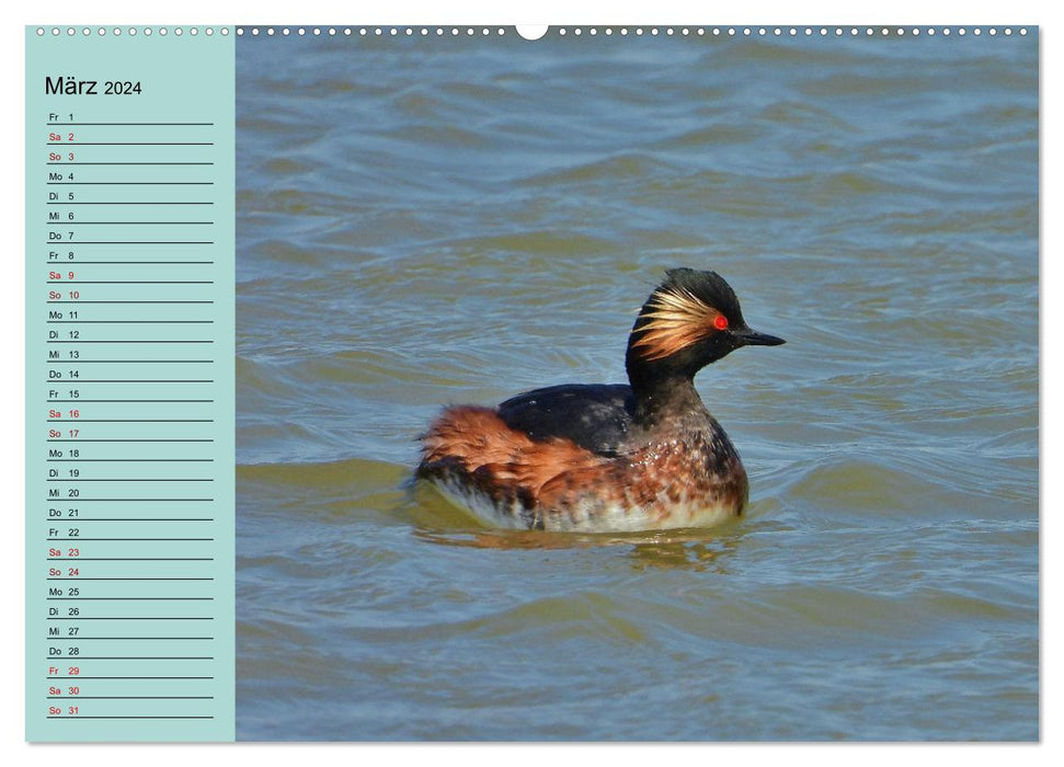 Cuckoo and co - native birds that are rarely seen - annual planner 2024 (CALVENDO wall calendar 2024) 