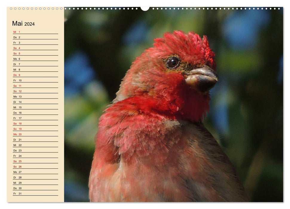 Kuckuck und Co - Heimische Vögel, die man selten sieht - Jahresplaner 2024 (CALVENDO Wandkalender 2024)