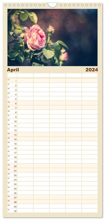 Le monde des roses anciennes (Agenda familial CALVENDO 2024) 