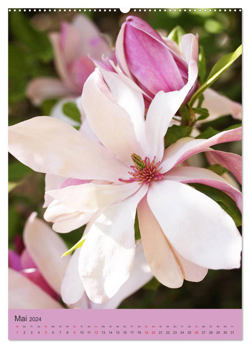 Magnolia dream (CALVENDO wall calendar 2024) 