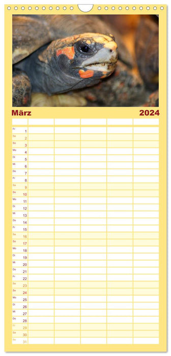 Schildkröten - Gepanzerte Urzeitwesen (CALVENDO Familienplaner 2024)