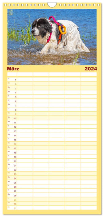 Landseer - Un ami fort sur 4 pattes (Planificateur familial CALVENDO 2024) 