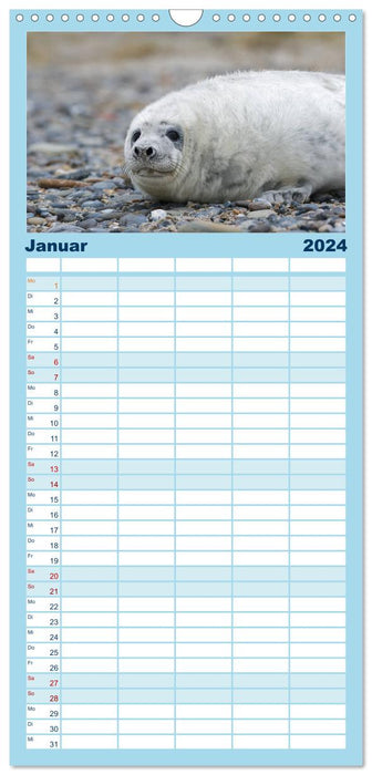 Robben - Lustige Bewohner Helgolands (CALVENDO Familienplaner 2024)