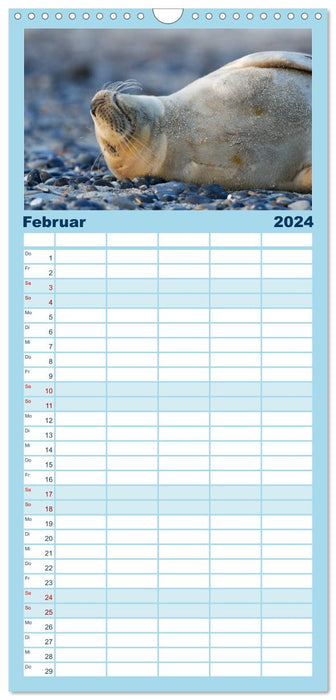 Phoques - Habitants drôles d'Heligoland (Agenda familial CALVENDO 2024) 