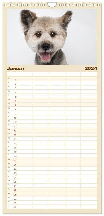 Kleine Hunde - Große Blicke (CALVENDO Familienplaner 2024)
