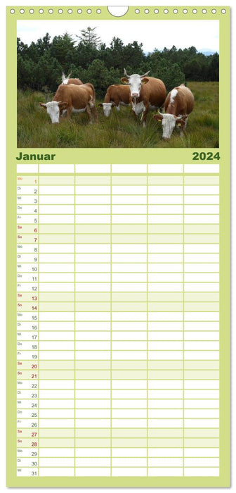 Hinterwälder - Die Kühe aus dem Schwarzwald (CALVENDO Familienplaner 2024)