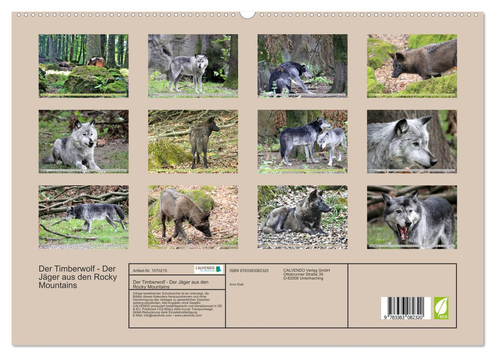 Der Timberwolf - Der Jäger aus den Rocky Mountains (CALVENDO Premium Wandkalender 2024)