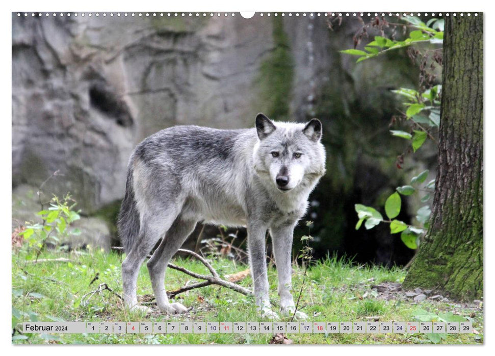 Der Timberwolf - Der Jäger aus den Rocky Mountains (CALVENDO Premium Wandkalender 2024)