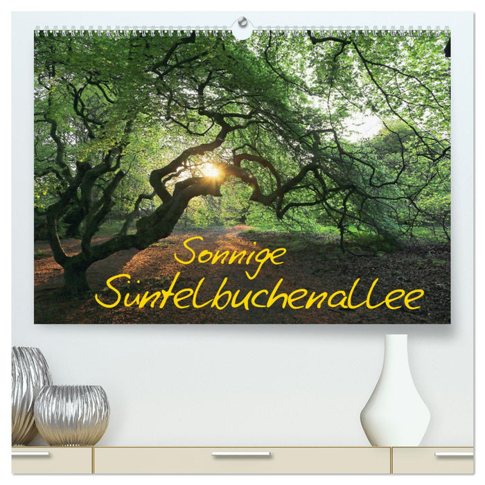 Sonnige Süntelbuchenallee (CALVENDO Premium Wandkalender 2024)