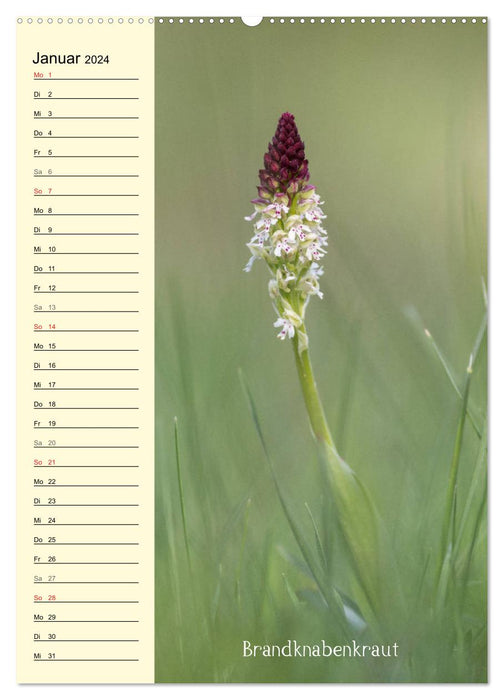Wildwachsende Orchideen in Bayern (CALVENDO Premium Wandkalender 2024)