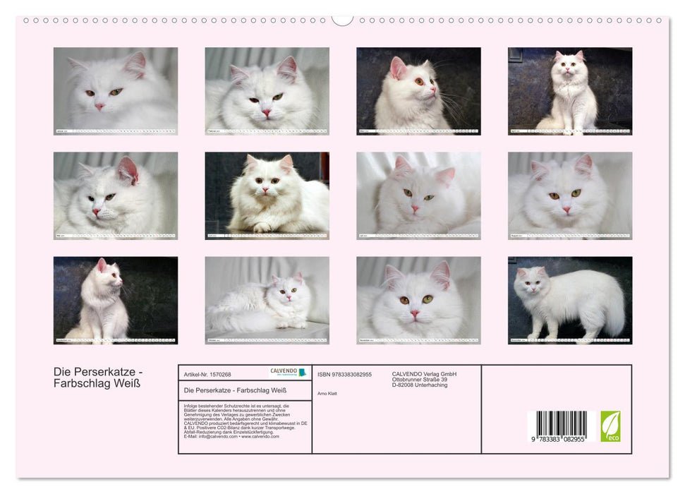 Die Perserkatze - Farbschlag Weiß (CALVENDO Premium Wandkalender 2024)