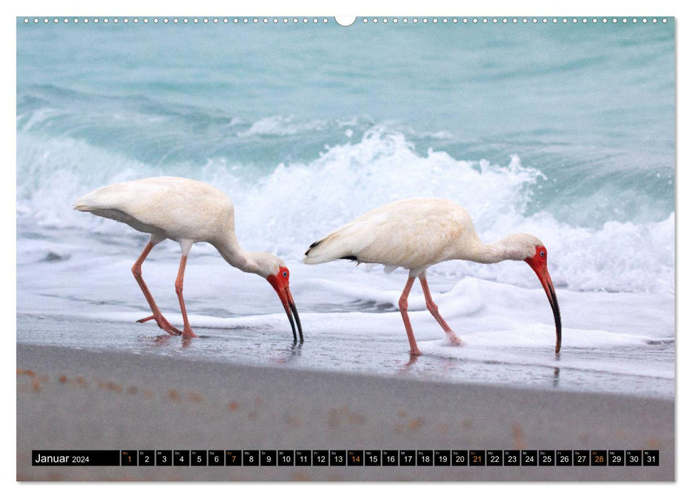 FLORIDA - Naturparadies (CALVENDO Premium Wandkalender 2024)