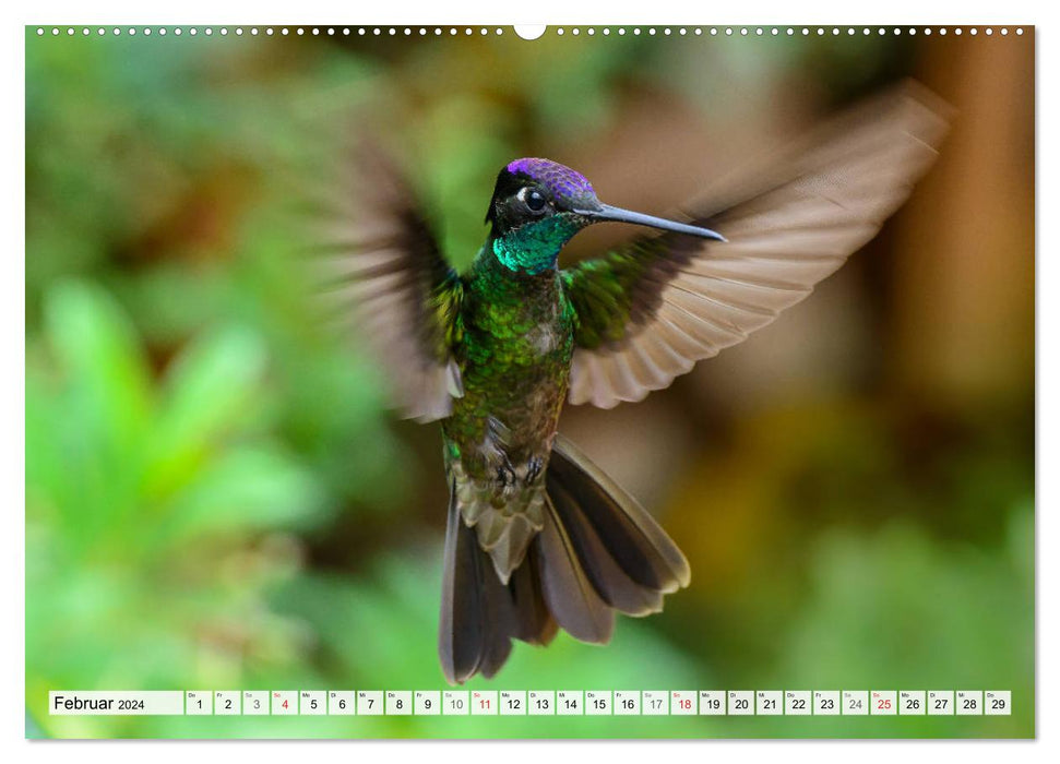 Colibris - Pierres précieuses de l'air (Calendrier mural CALVENDO 2024) 