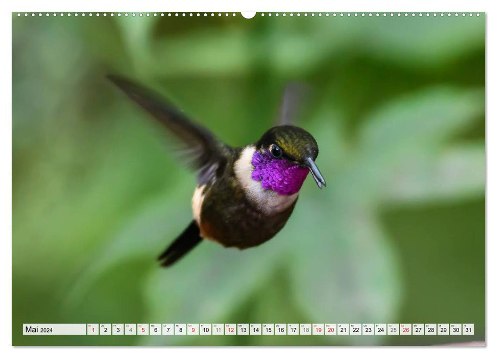 Kolibris - Edelsteine der Lüfte (CALVENDO Wandkalender 2024)