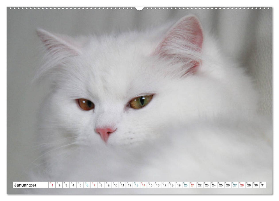 Le chat persan – Couleur blanc (Calendrier mural CALVENDO 2024) 