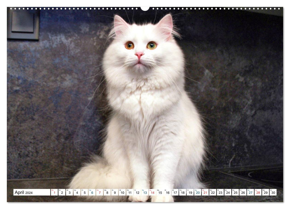 Le chat persan – Couleur blanc (Calendrier mural CALVENDO 2024) 