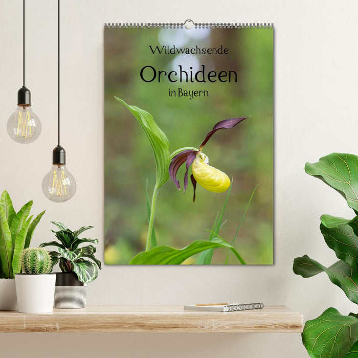 Wildwachsende Orchideen in Bayern (CALVENDO Wandkalender 2024)